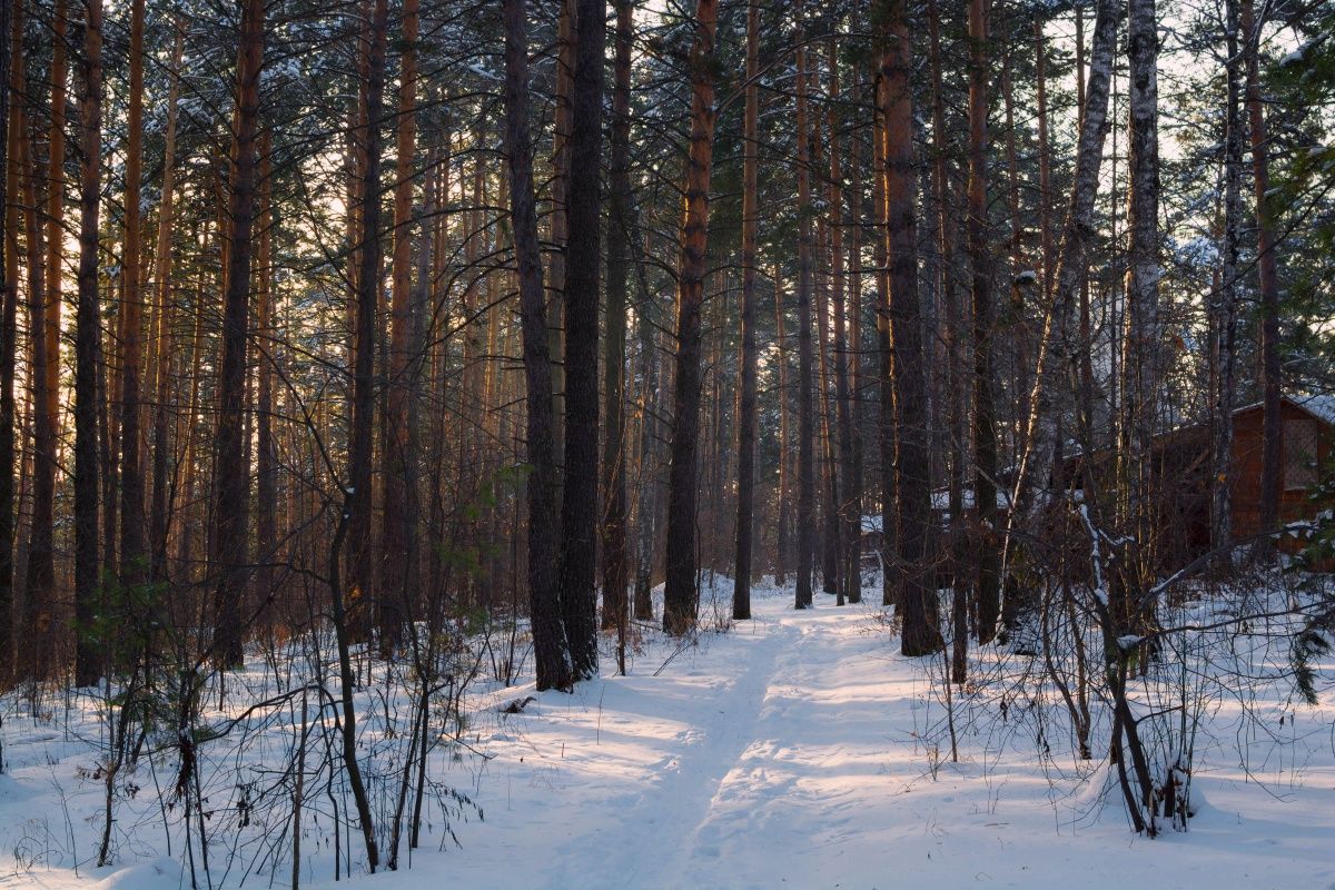 Лесными тропами.
