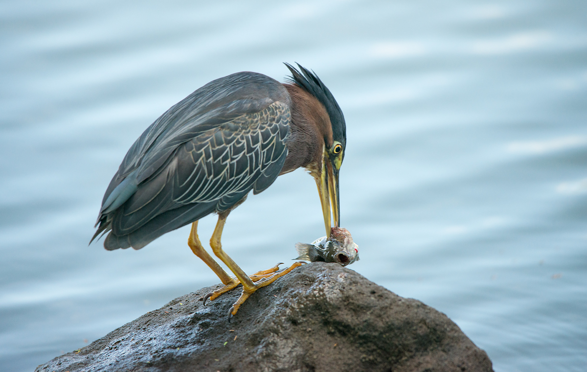 Green heron