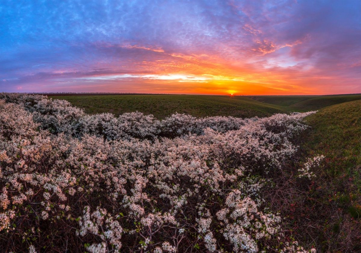 Цветущий тёрн на рассвете.