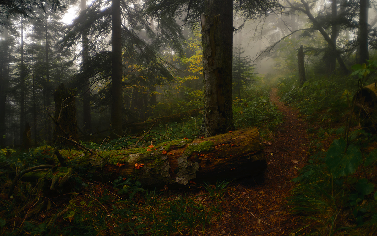 Тропой осени