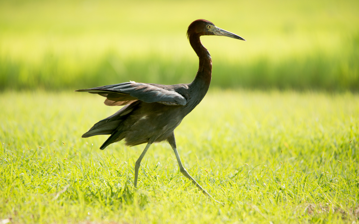 Reddish egret