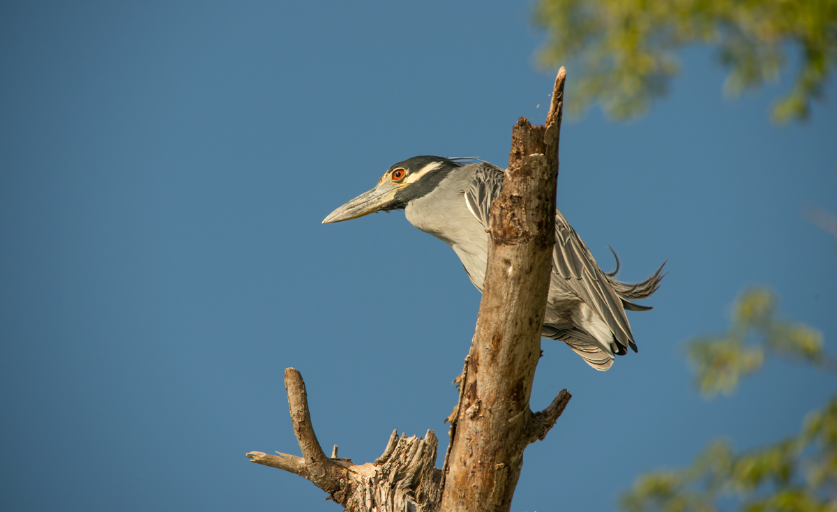 Yellow-crowned Night Heron