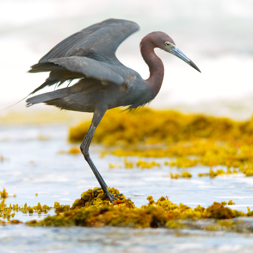 Reddish egret