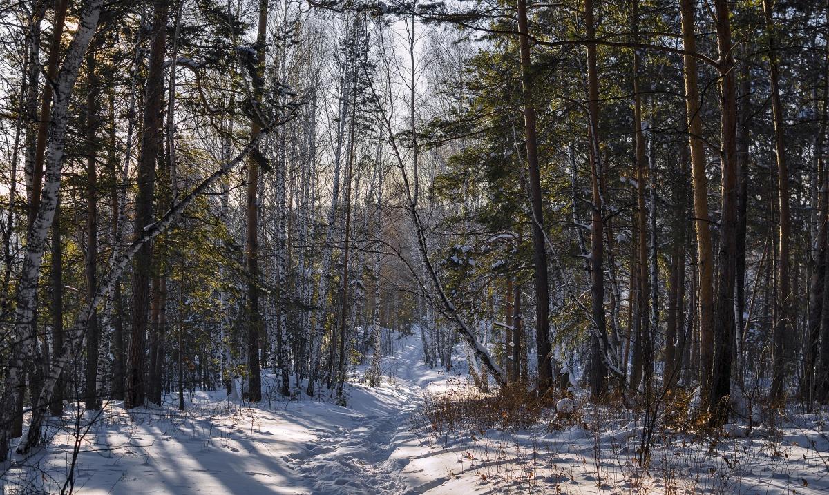 Фантазии леса.