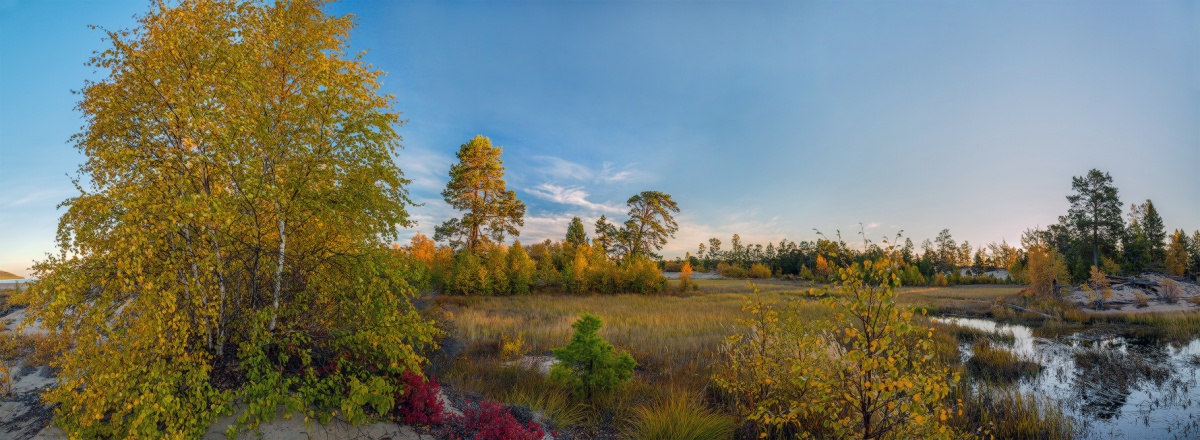 Заросшее русло реки.