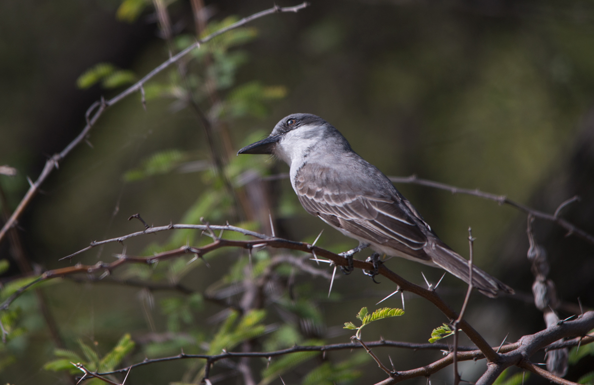 The Tropical Mockingbird (Mimus gilvus)