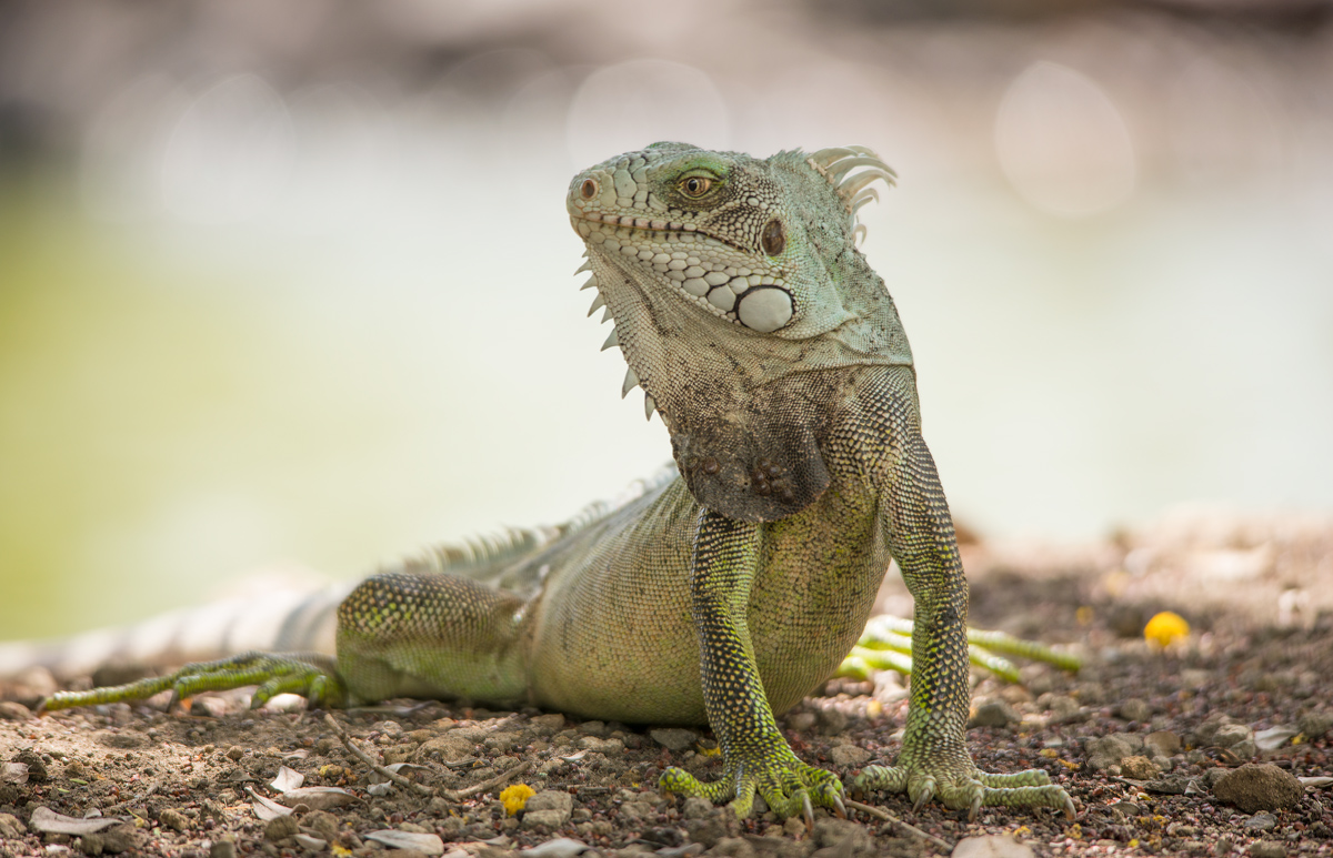 Green Iguana