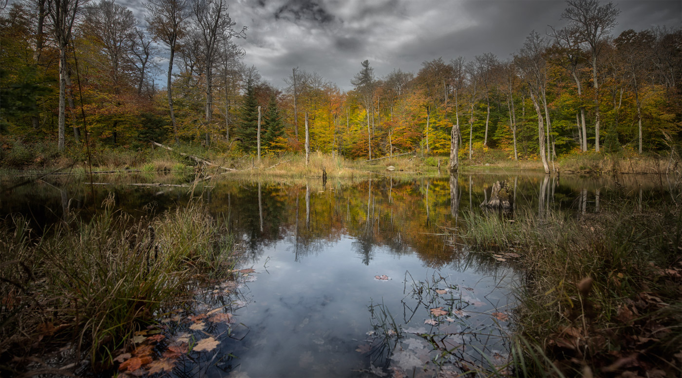 Transparent Autumn (@ Gatineau)