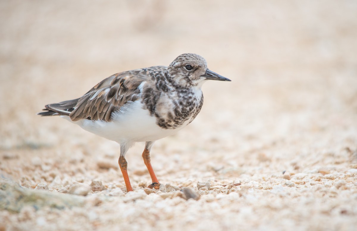 Ruddy turnstone