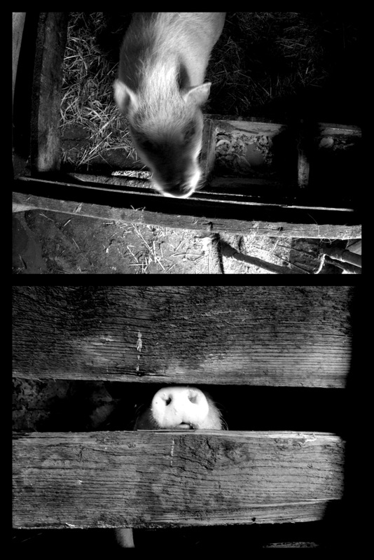 Фотопазлы. Модель для сборки