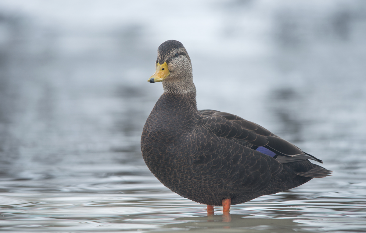 American Black Duck