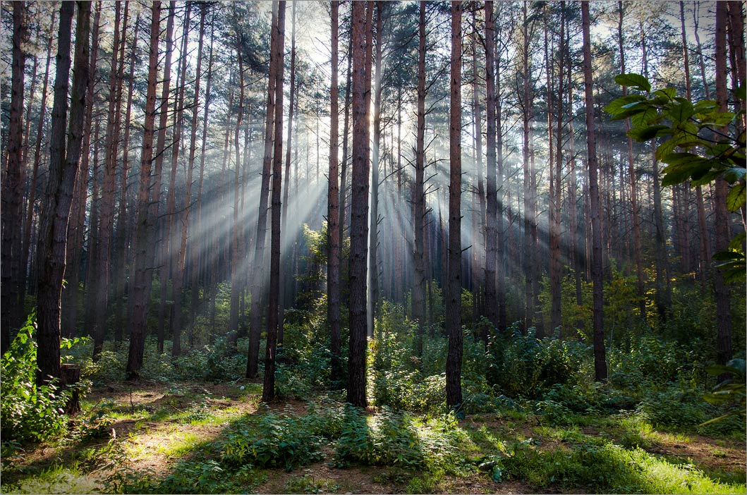 Сквозь туман