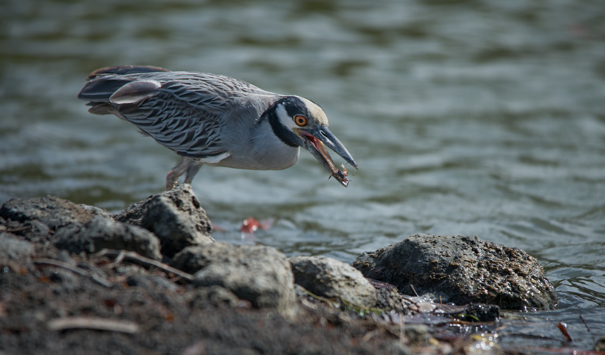 Yellow-crowned Night Heron