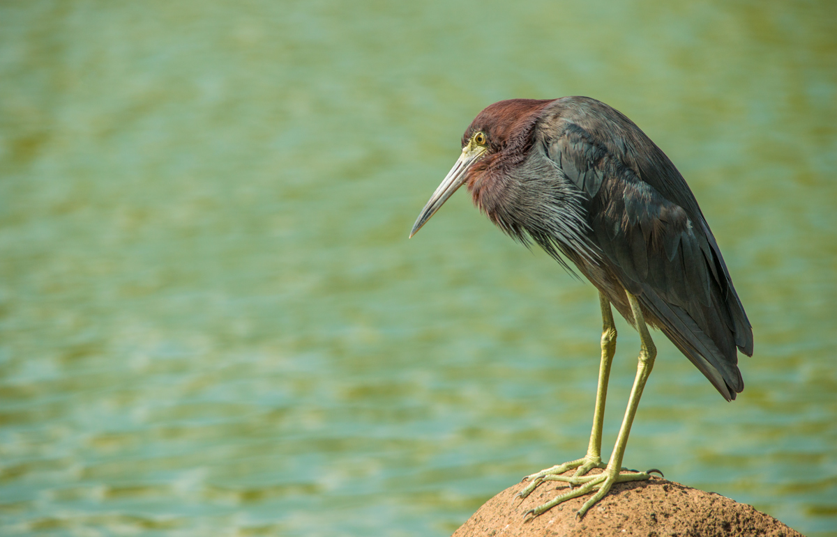Reddish egret
