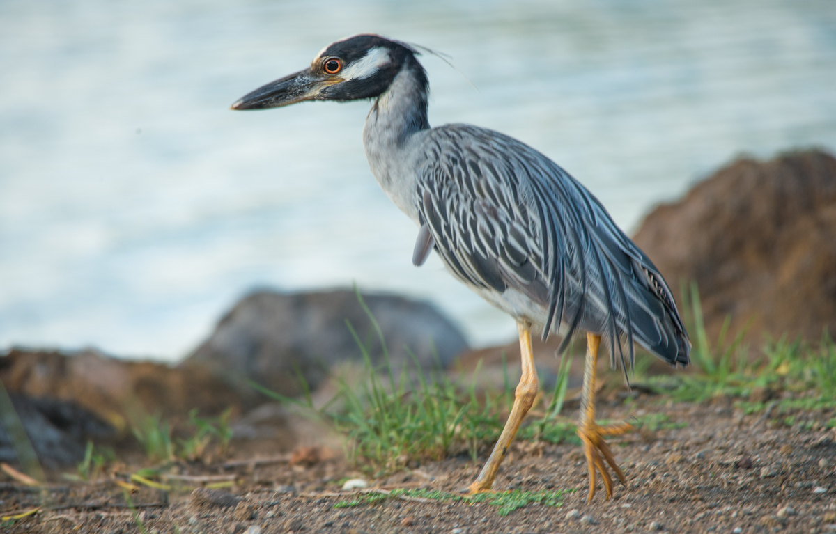 Yellow-crowned Night Heron