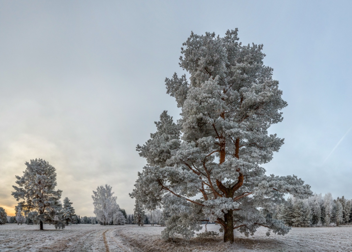 Павловские сосны.