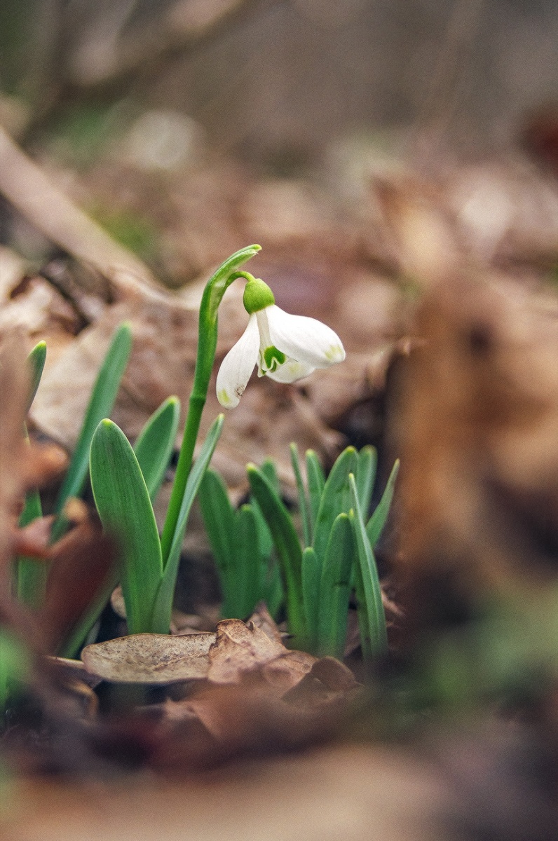 Подснежник.