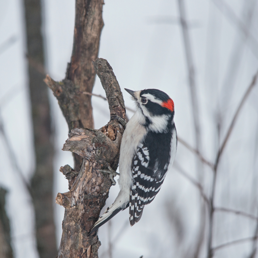 Downy Woodpecker