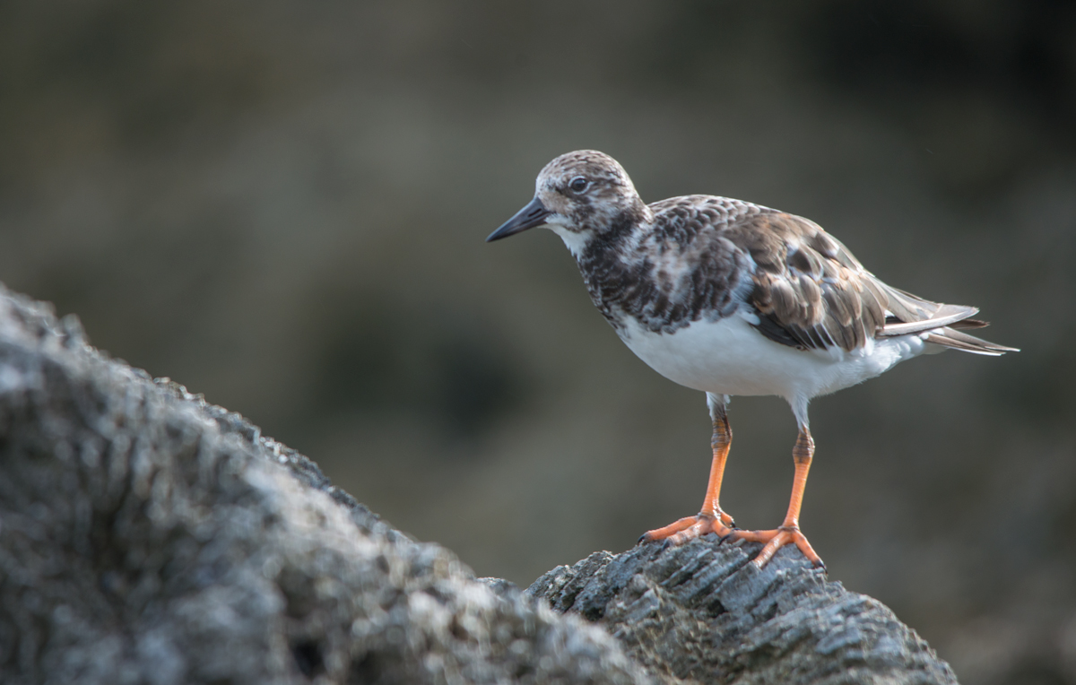 Ruddy turnstone