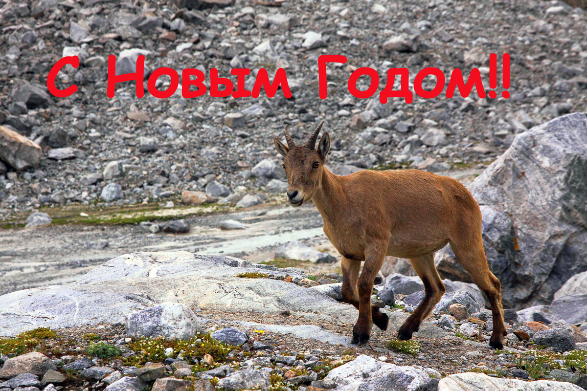 С НОВЫМ ГОДОМ, УВАЖАЕМЫЕ КОЛЛЕГИ!