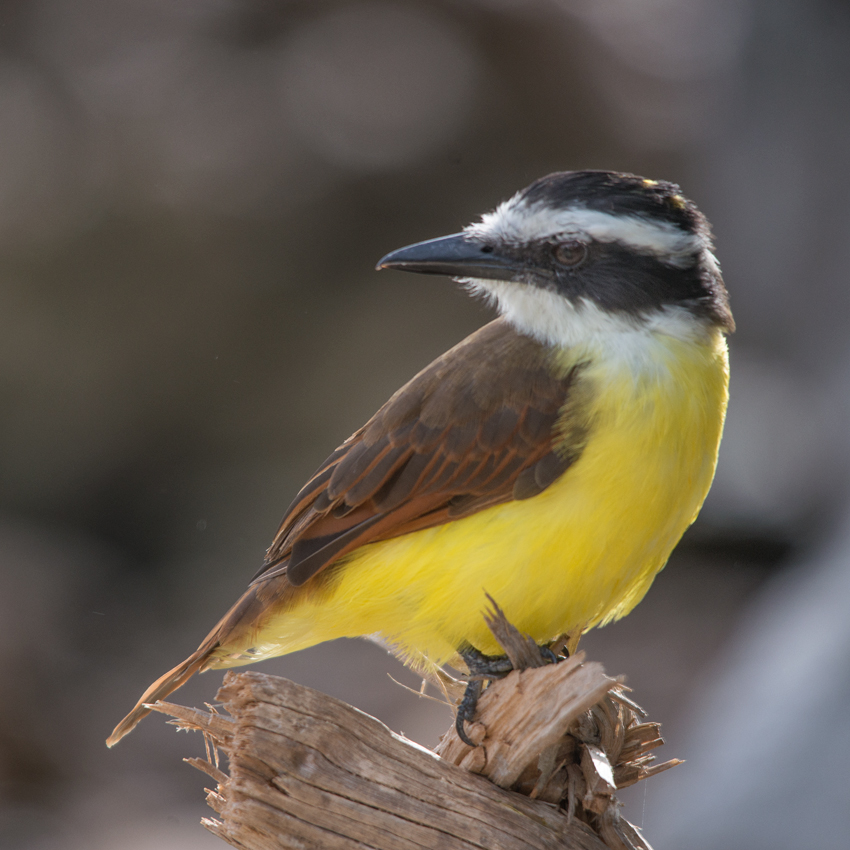 Great Kiskadee