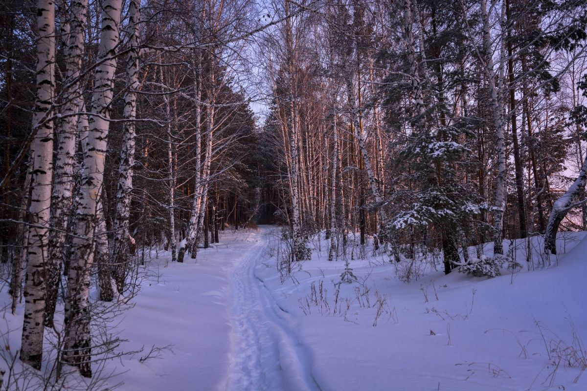 Утренние березы.