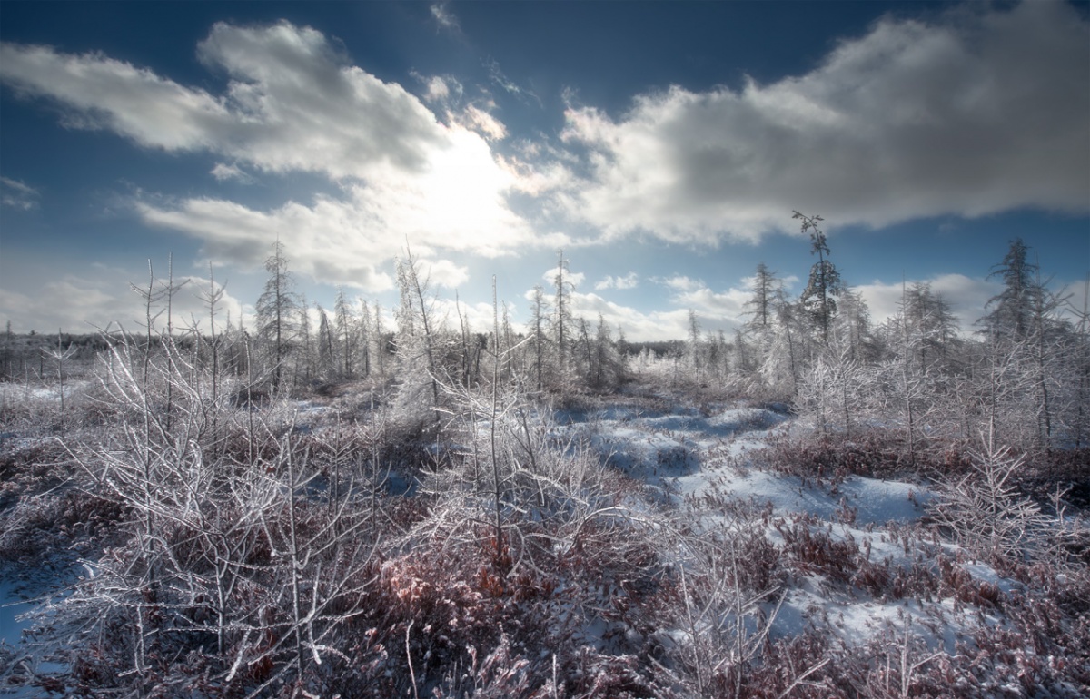 Mer Bleue Bog @ Winter