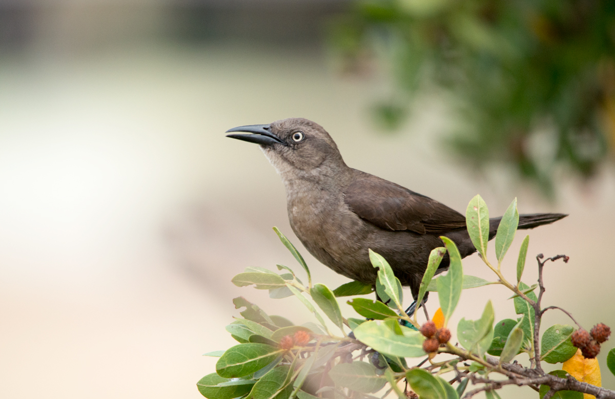 Boat-tailed Grackle female