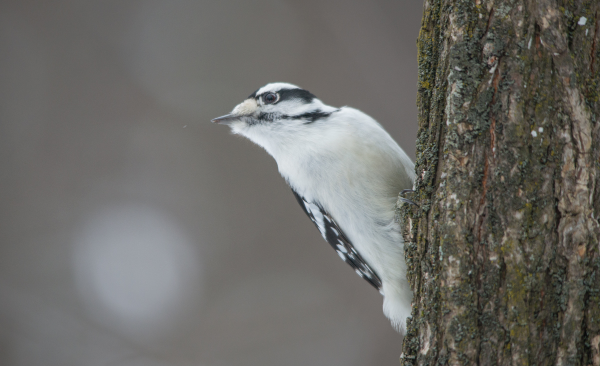 Downy Woodpecker
