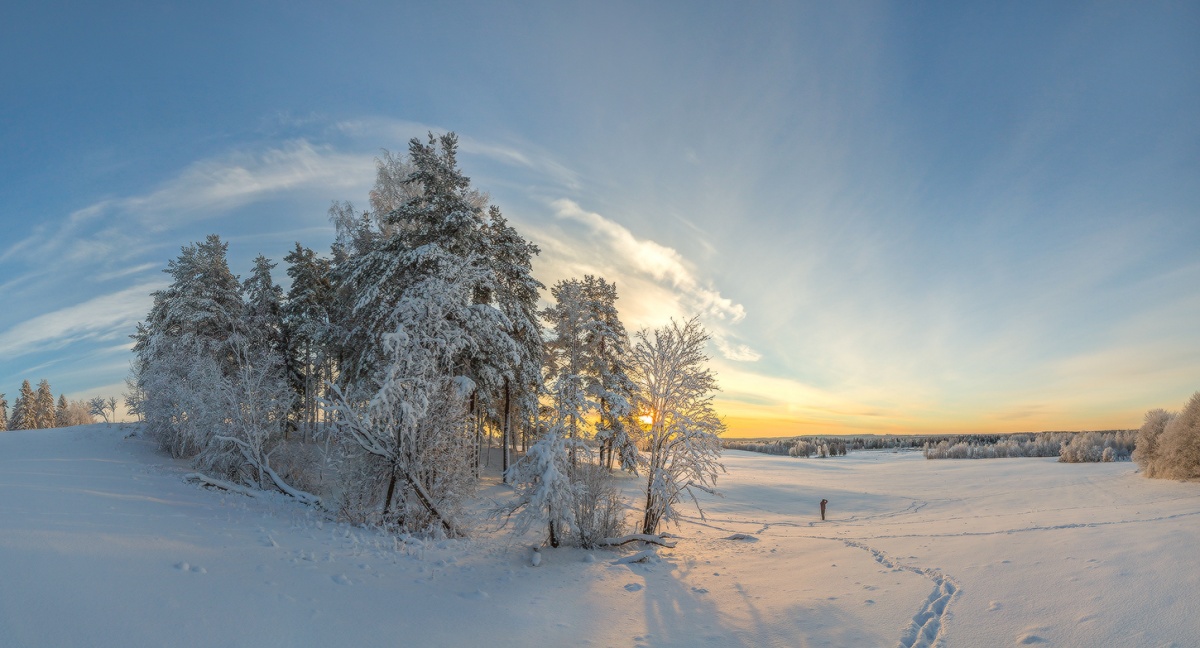 Лес на холме.