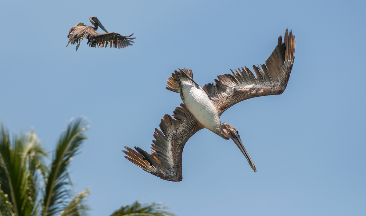 brown pelican @ diving stage