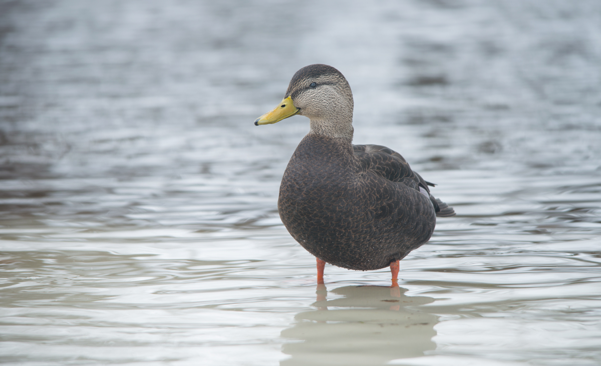 American Black Duck