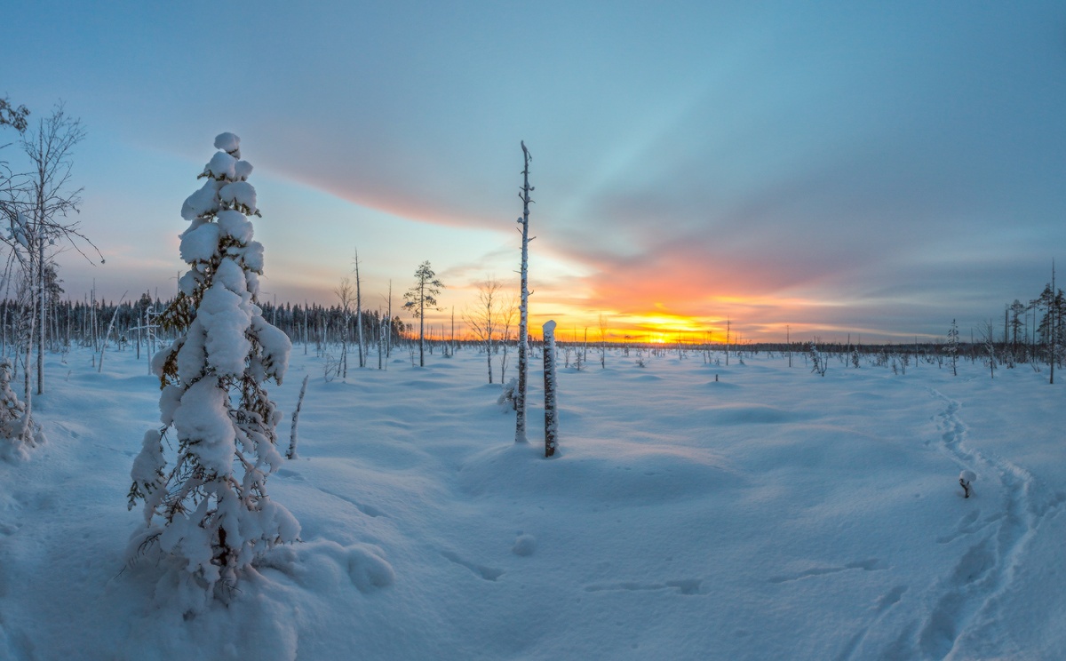 Зимнее болото.