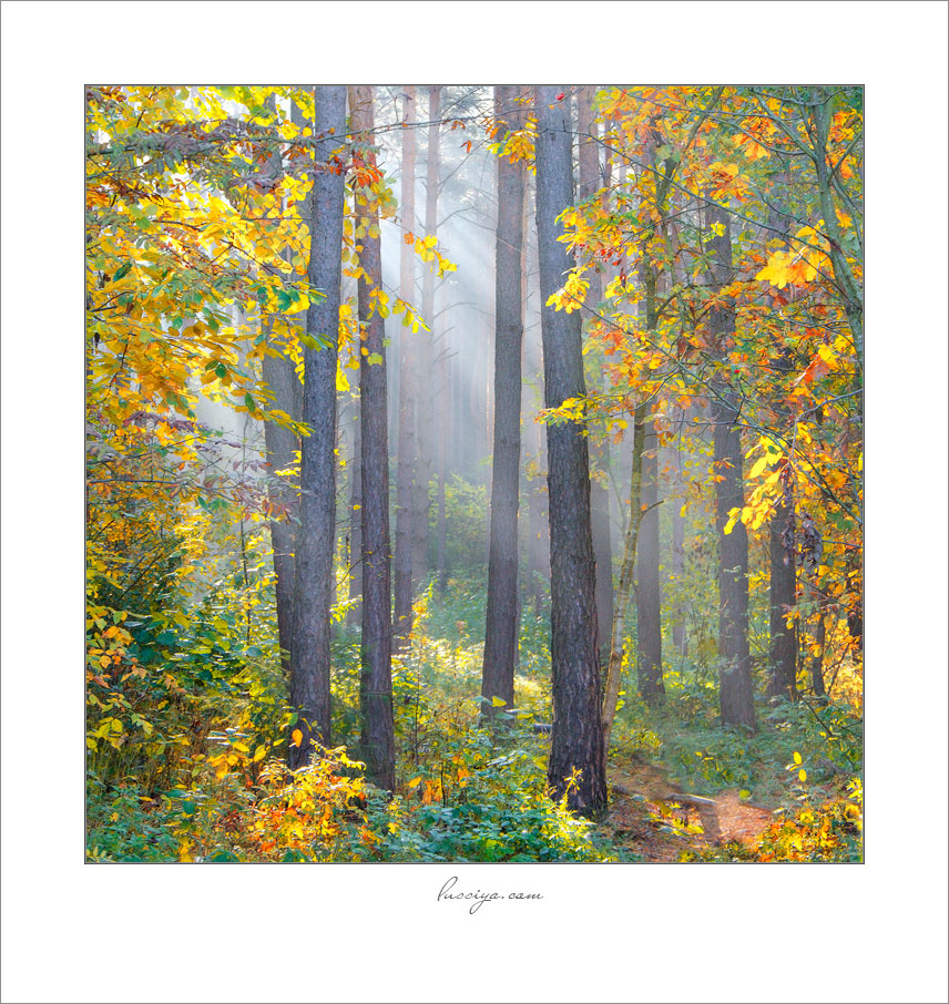 В окружении осени