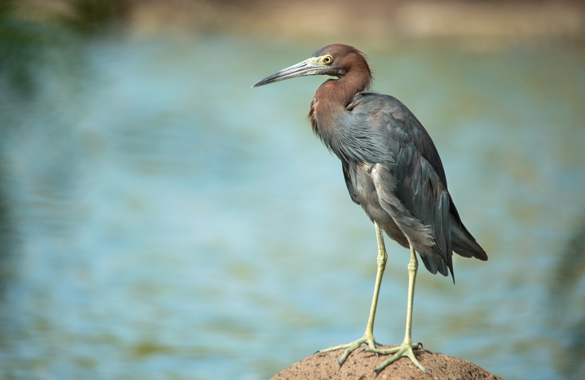 Reddish egret