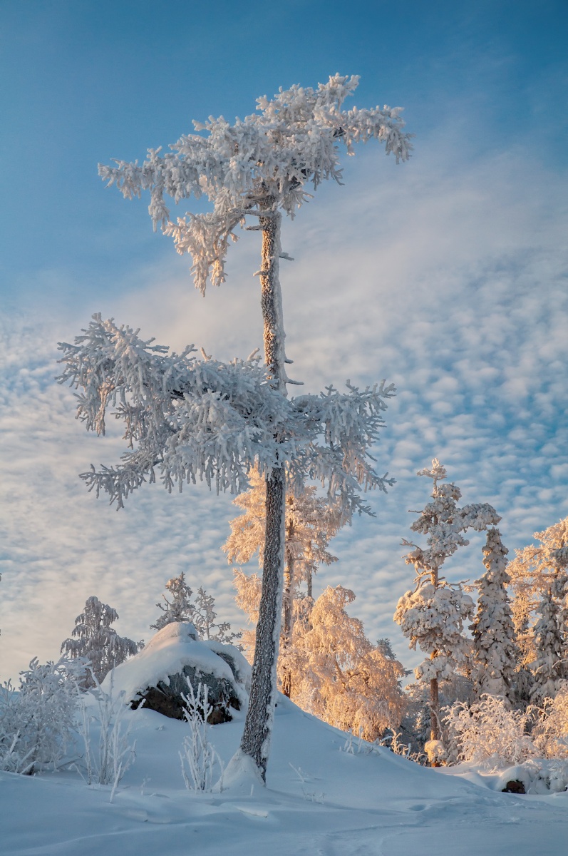 Уральская пальма