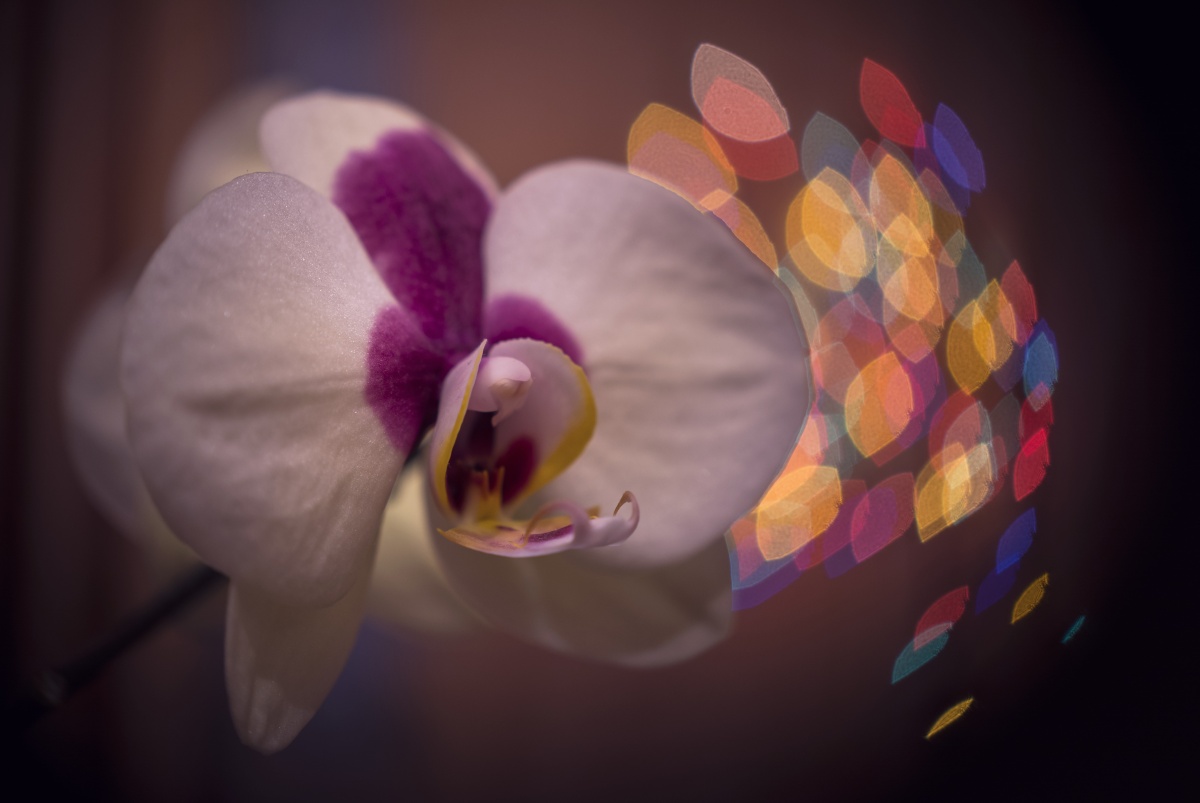 Фаленопсис.