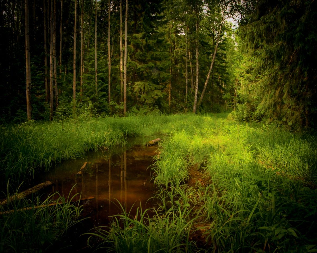 Шел я как-то лесом..