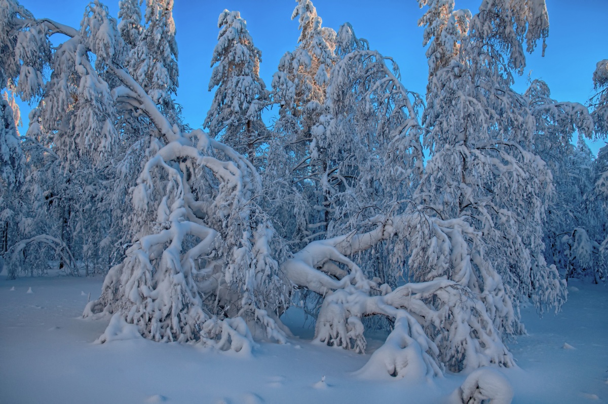 Снежные кружева