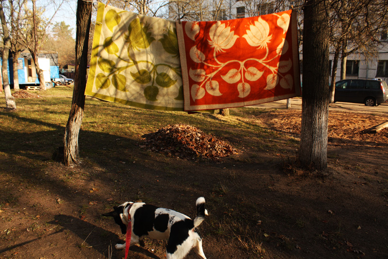 Собачий хвост