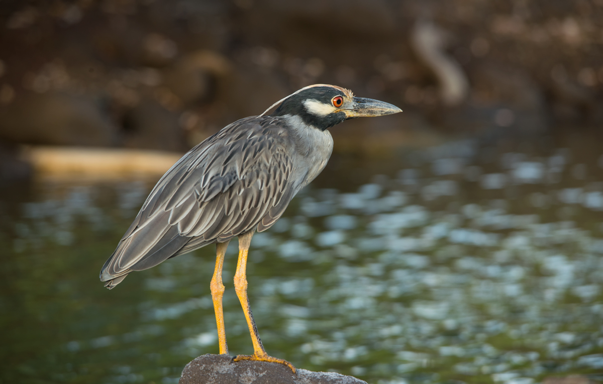 Yellow-crowned Night Heron