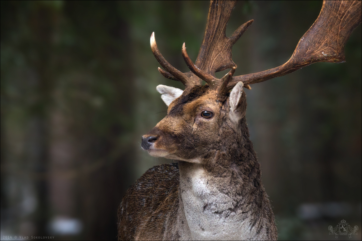 / Портрет лани /