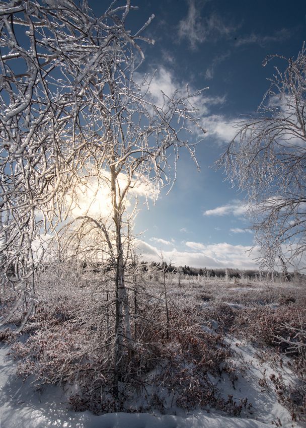 Mer Bleue Bog @ Winter