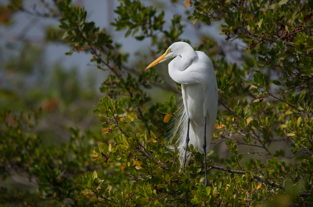 Snowy egret