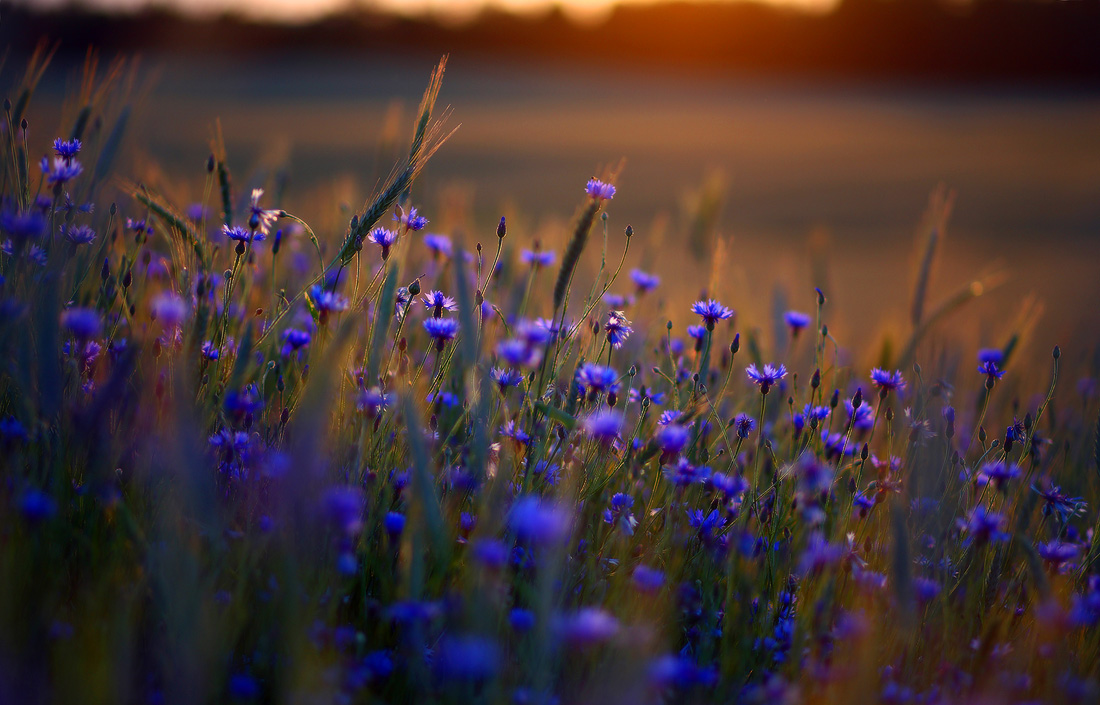 июньские огоньки