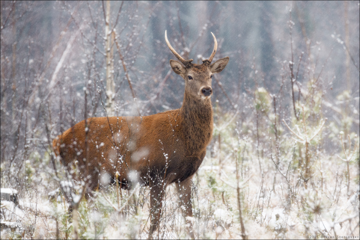 / По первому снегу ... /