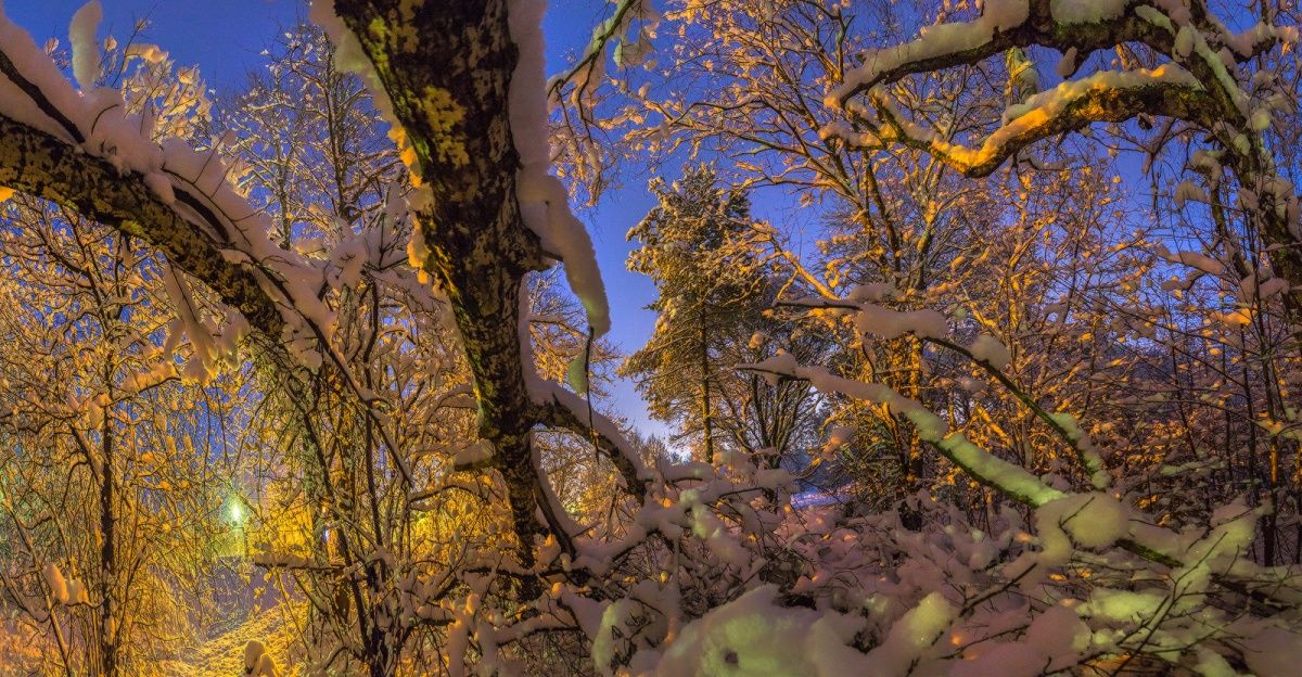 В буреломе.