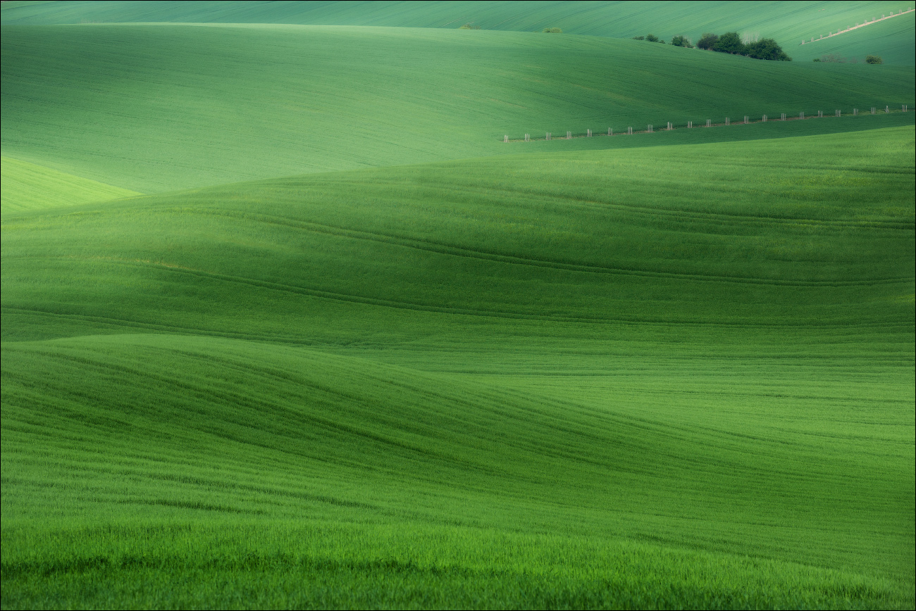 / 50 оттенков зеленого /