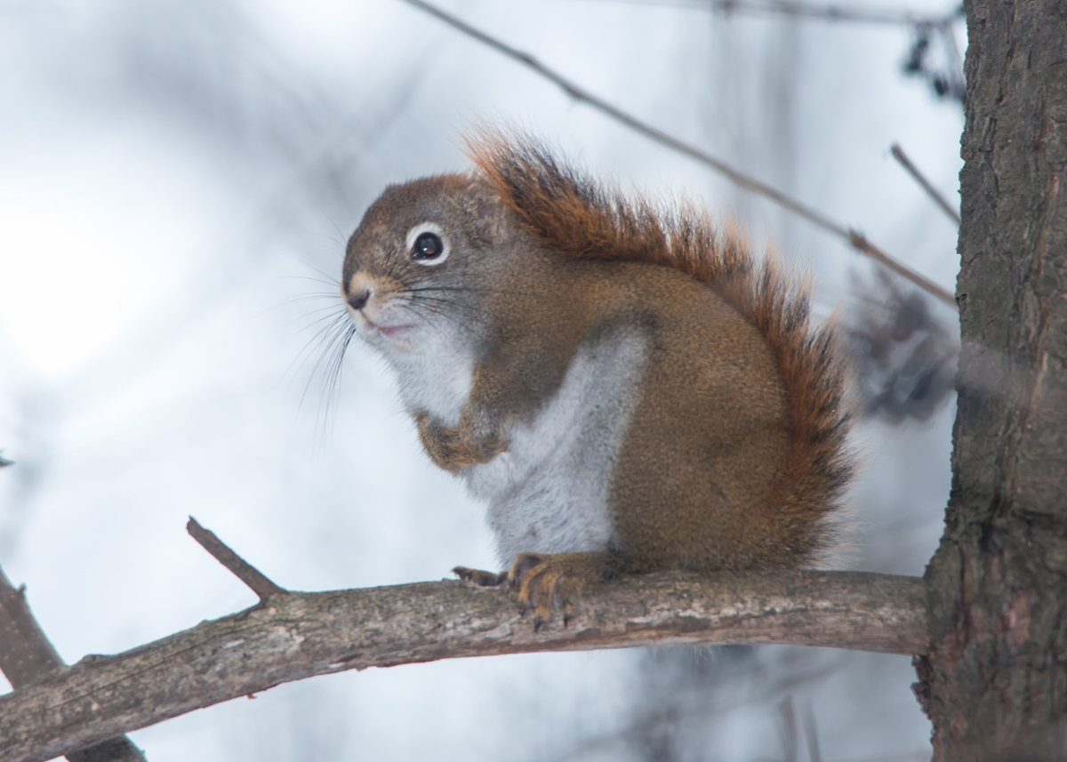American red squirrel