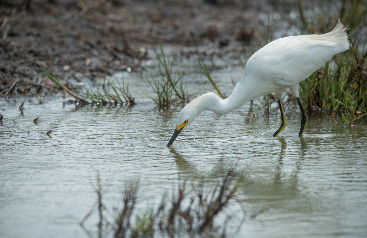 Snowy egret